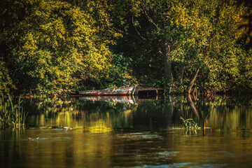 Obraz premium pond in the park