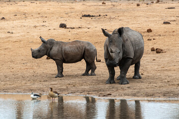 Obraz premium Rhinocéros blanc, femelle et jeune, white rhino, Ceratotherium simum, Parc national Kruger, Afrique du Sud