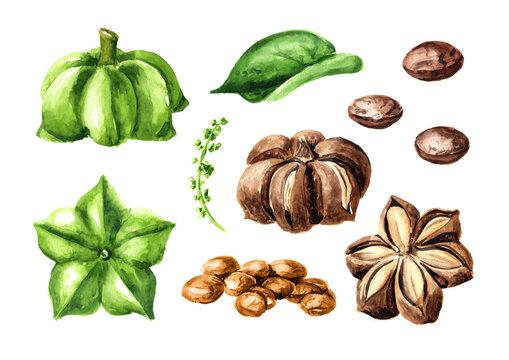 Sacha Inchi peanut, sacha mani or star inca peas, Plukenetia volubilis set. Watercolor hand drawn illustration, isolated on white background