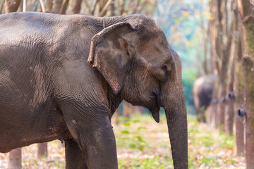 Fototapeta na wymiar Thai Elephant in a forest at Kanchanaburi province, Thailand