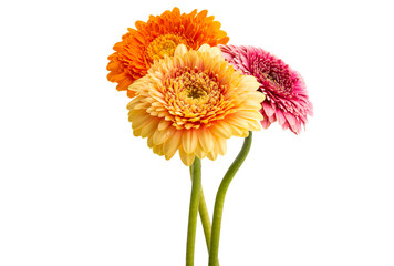 gerbera pomponi isolated
