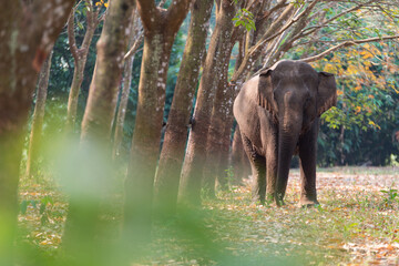 Fototapeta premium Thai Elephant in a forest at Kanchanaburi province, Thailand