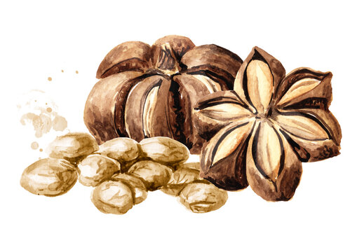 Sacha Inchi seed and dried nuts, Plukenetia volubilis. Watercolor hand drawn illustration, isolated on white background