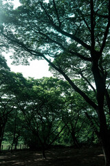 Sanzu 
