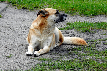 a yawning dog resting by the main road in the church lipowiec village in mazovia, poland