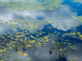 clouds reflecting in pond full of water lilies