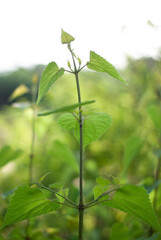 Planta en medio de la nada.