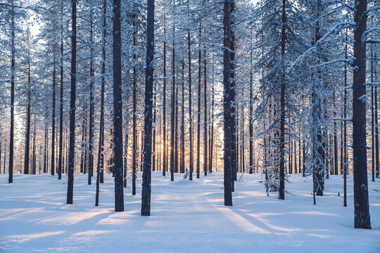Breathtaking calm winter wood destination in Riisitunturi national park environment, scenic view of destination getaway on wild northern landscape with high trees