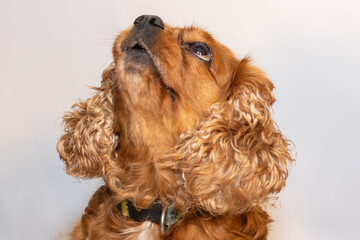 cocker spaniel dog