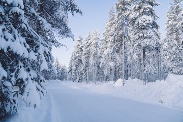 Fototapeta premium Scenic white environment of tall spruce trees covered with ice and snow on north nature, calm nature of Riisitunturi national park destination with road in forest