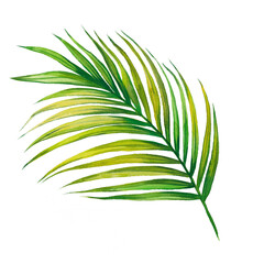 Watercolor painting coconut,palm leaf,green leaves isolated on white background.Watercolor hand painted illustration tropical exotic leaf for wallpaper vintage Hawaii style pattern.With clipping path