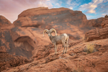 Big Horn Sheep standing on a rocky ledge