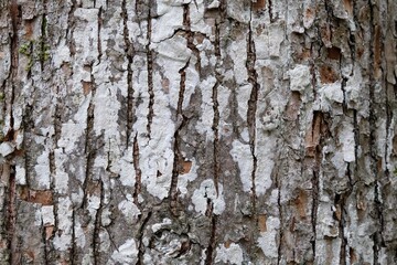 écorce d'arbre en gros plan