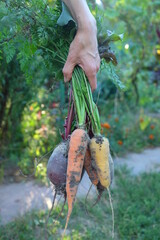 Root vegetables, carrots and beets in hand on the background of the vegetable garden. Farming and harvest concept.