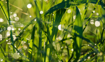 Fototapeta na wymiar Fresh spring grass with drops on a natural defocused light green background. Abstract background.