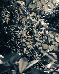 orange leaf stands out of all the other leaves