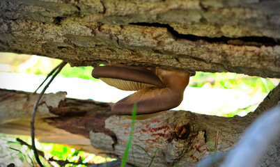 Seta silvestre de otoño, Pleurotus ostreatus, de cerca en un troco de arbol muerto. tonos marrones y verde. Luz natural