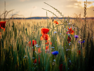 Agricultural grain field with red poppies and other colorful flowers during sunset.