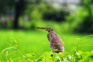 An Indian Pond Heron