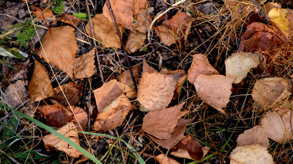 Carpet of leaves at the edge of the forest
