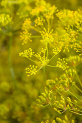 Obraz premium Ripe dill in the garden