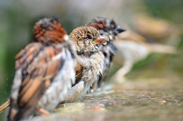 Sparrows bird bathing in a pool