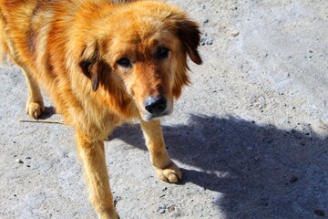 A cute golden coloured dog