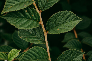 Green leaves of garden plants