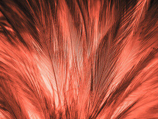 Beautiful abstract orange and white feathers on white background, soft brown feather texture on white pattern background, yellow feather background