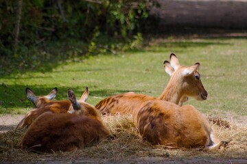 The lechwe Kobus leche, red lechwe or southern lechwe, is an antelope found in wetlands of south central Africa.It is native to Botswana, Zambia, southeastern Democratic Republic of the Congo.
