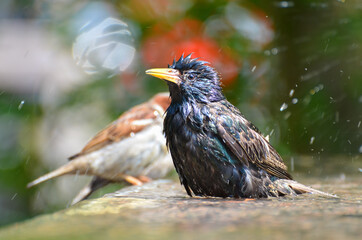 A bird having a bath in a park pool in the summertime