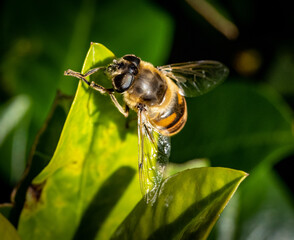 Face washing yellow tailed hoverfly in the garden
