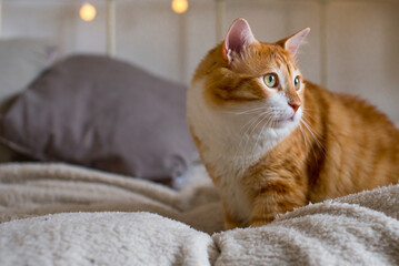 Obraz premium Ginger large and fat cat sits on a soft white blanket on the bed. There are bokeh lights in the background. Cozy room. Autumn or winter view in the interior of the house. Fluffy red cat on the couch.