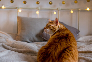 Ginger large and fat cat sits on a soft white blanket on the bed. There are bokeh lights in the background. Cozy room. Autumn or winter view in the interior of the house. Fluffy red cat on the couch.