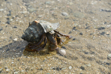 Hermit crabs that live by the sea and use shells to armor and house.