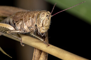 Spur-throated Grasshopper of the Subfamily Melanoplinae