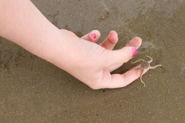 Starfish on a girl's finger at a beach in Belgium. 