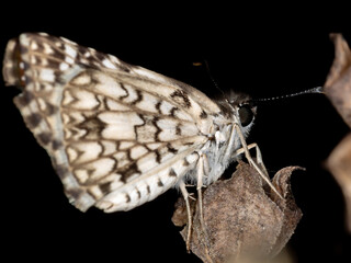 Orcus Checkered-Skipper of the species Burnsius orcus