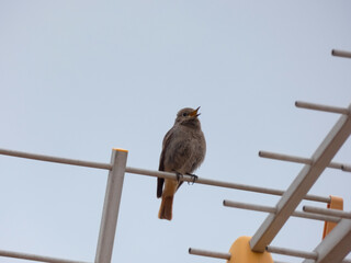 Bird perched on television antenna