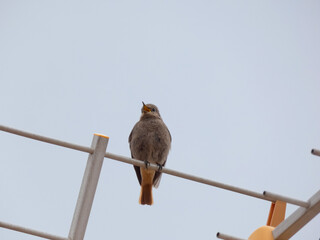 Bird perched on television antenna