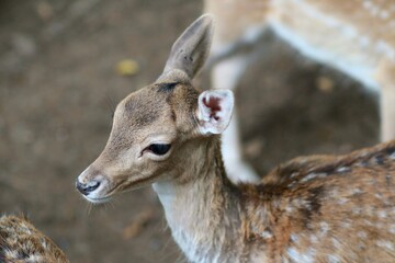 white tailed deer