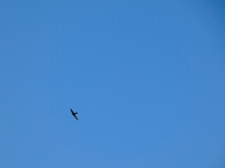 Birds flying through the blue sky