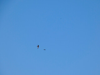 Birds flying through the blue sky