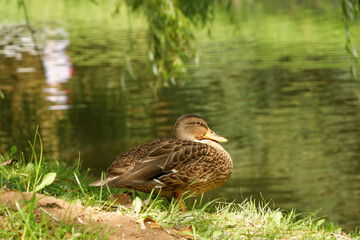 
a duck standing on the grass next to the lake