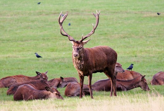 Wild Red deer stag in Bushy Park