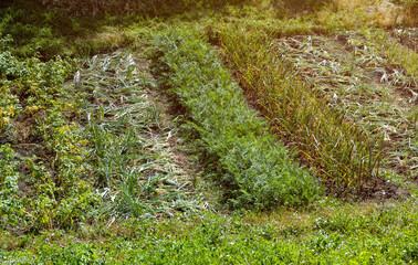  Onions, carrots, potatoes and garlics growing on garden beds in vegetable garden in summer day.