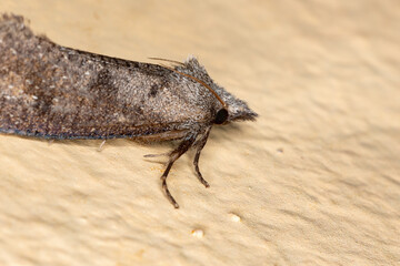 Burrowing Webworm Moth of the Subfamily Acrolophinae