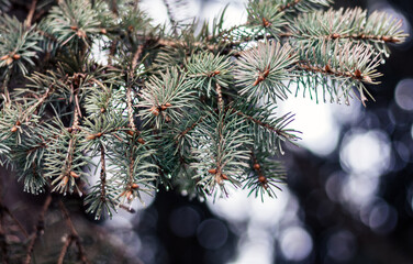 green branch of Christmas tree, New Year background with copy space for text.