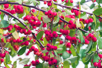 Ripe wild apples on the branches