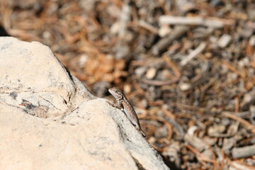 Small Lizard On Rock 